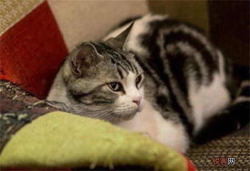 小猫总抓人咬人怎么办