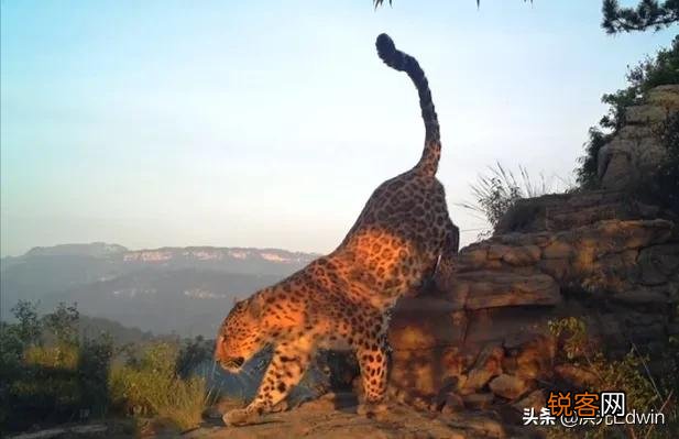一些绝迹的动物是如何再次出现的？