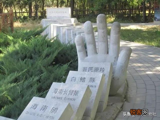 一些绝迹的动物是如何再次出现的？