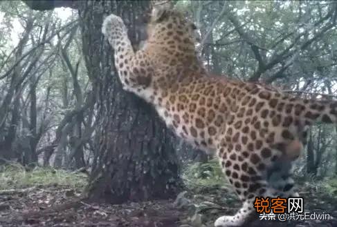 一些绝迹的动物是如何再次出现的？