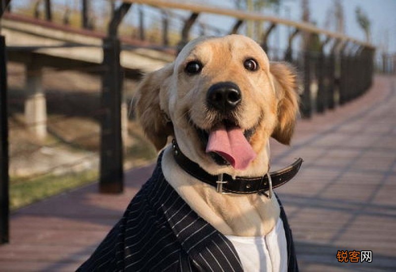 狗口渴能坚持多久