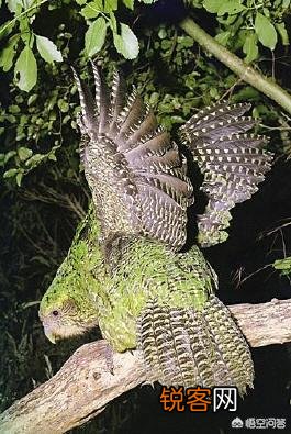 有哪些生物是你认为还存在,却已经灭绝的？