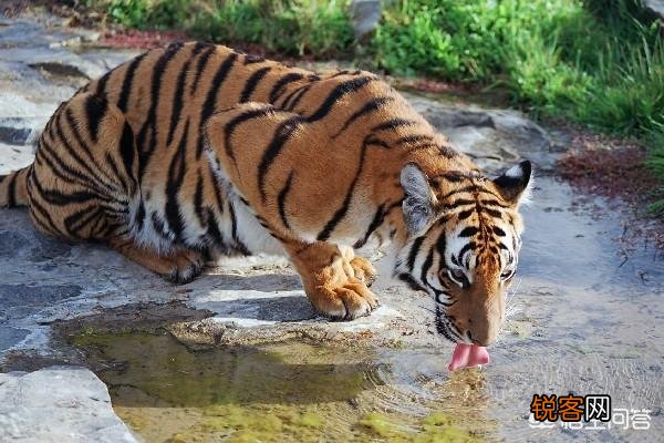 有哪些生物是你认为还存在,却已经灭绝的？