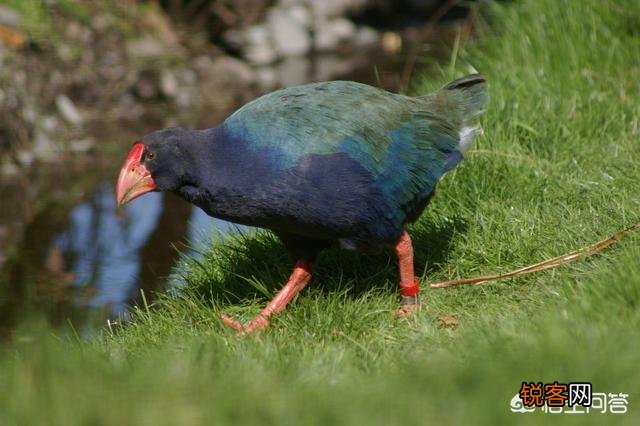 有哪些生物是你认为还存在,却已经灭绝的？