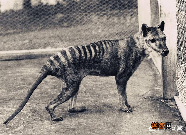 有哪些生物是你认为还存在,却已经灭绝的？