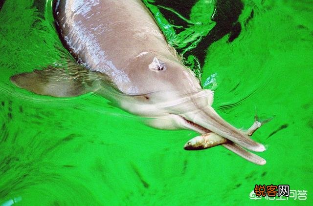 有哪些生物是你认为还存在,却已经灭绝的？