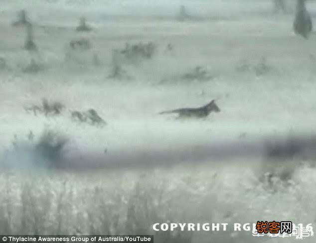 有哪些生物是你认为还存在,却已经灭绝的？