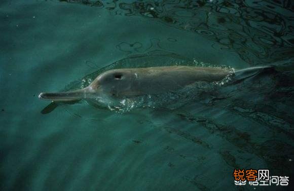 有哪些生物是你认为还存在,却已经灭绝的？