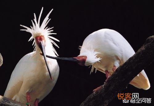 有哪些生物是你认为还存在,却已经灭绝的？