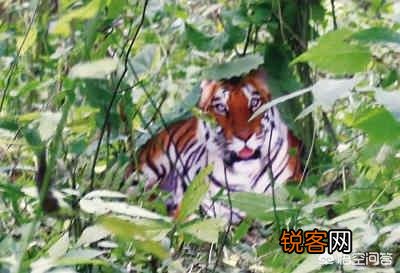 台湾云豹消失36年后重现？已经灭绝的动物为何还能现身？