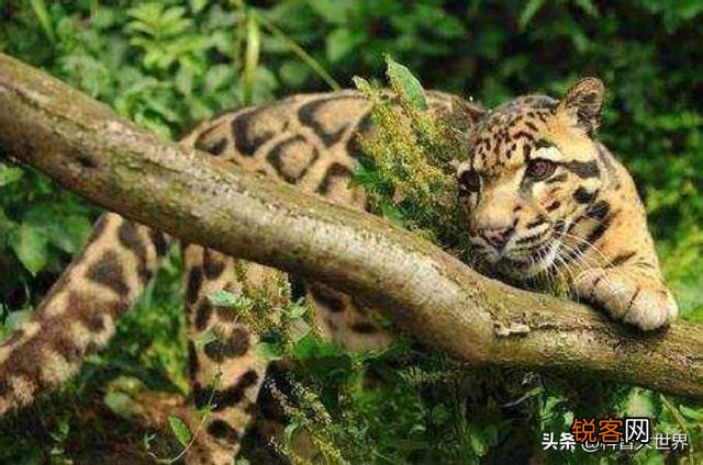 台湾云豹消失36年后重现？已经灭绝的动物为何还能现身？