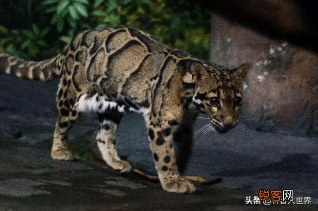 台湾云豹消失36年后重现？已经灭绝的动物为何还能现身？