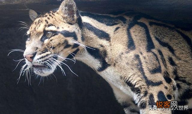 台湾云豹消失36年后重现？已经灭绝的动物为何还能现身？