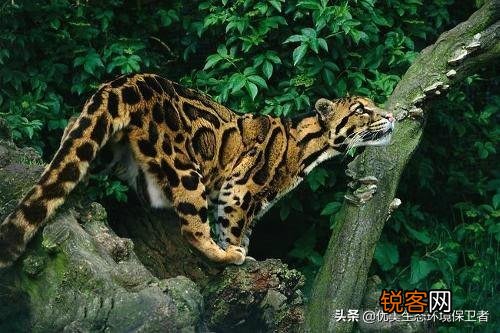 台湾云豹消失36年后重现？已经灭绝的动物为何还能现身？