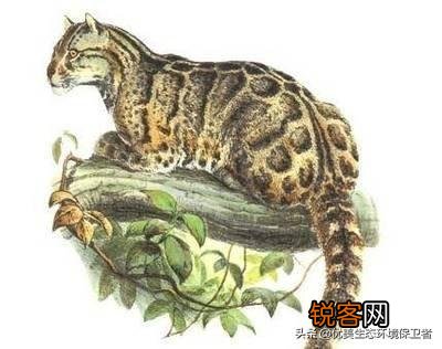 台湾云豹消失36年后重现？已经灭绝的动物为何还能现身？