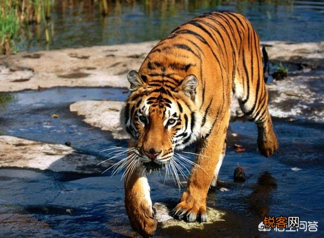 中国有哪些特有的,却已经灭绝了的动物？