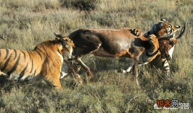 中国有哪些特有的,却已经灭绝了的动物？