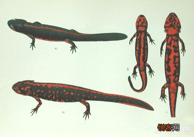 中国有哪些特有的,却已经灭绝了的动物？