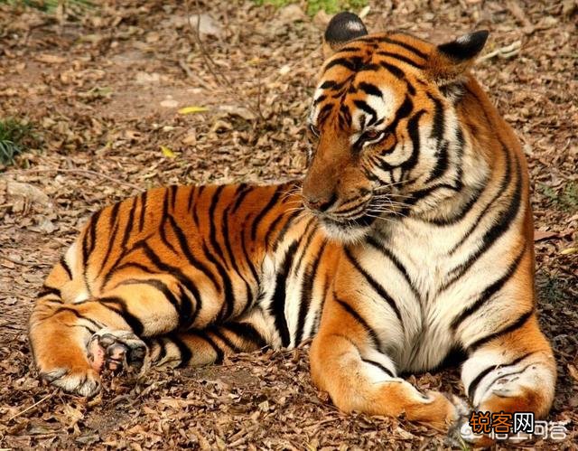 中国有哪些特有的,却已经灭绝了的动物？