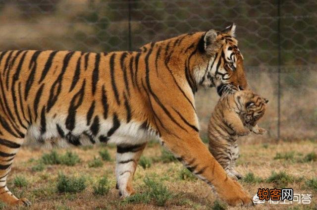 中国有哪些特有的,却已经灭绝了的动物？