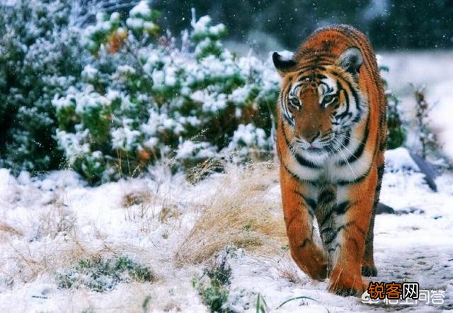 中国有哪些特有的,却已经灭绝了的动物？