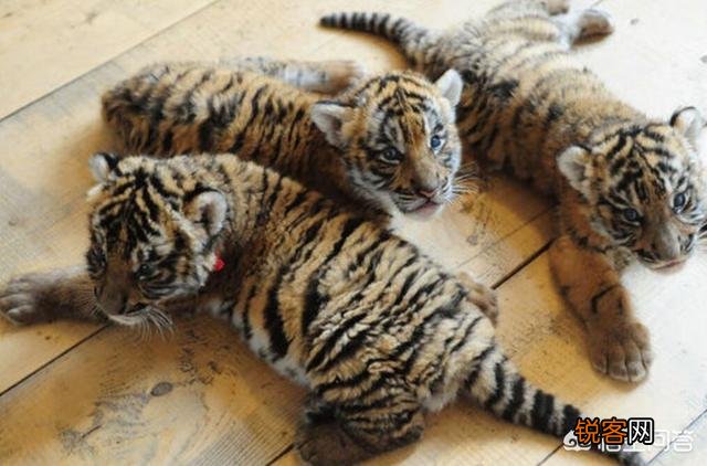 中国有哪些特有的,却已经灭绝了的动物？