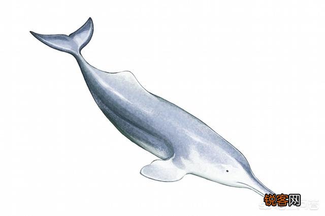 中国有哪些特有的,却已经灭绝了的动物？