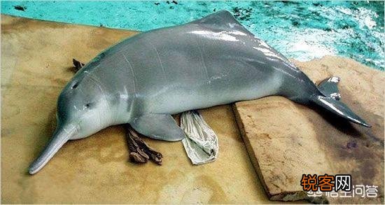 中国有哪些特有的,却已经灭绝了的动物？