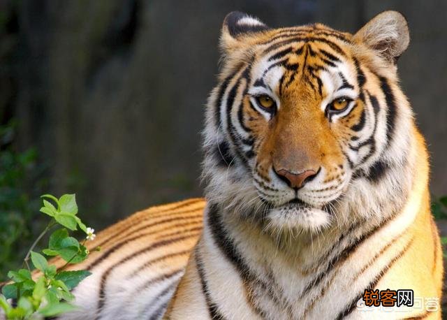 中国有哪些特有的,却已经灭绝了的动物？