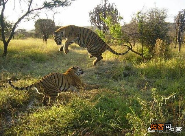 中国有哪些特有的,却已经灭绝了的动物？