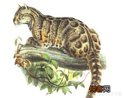 中国有哪些特有的,却已经灭绝了的动物？