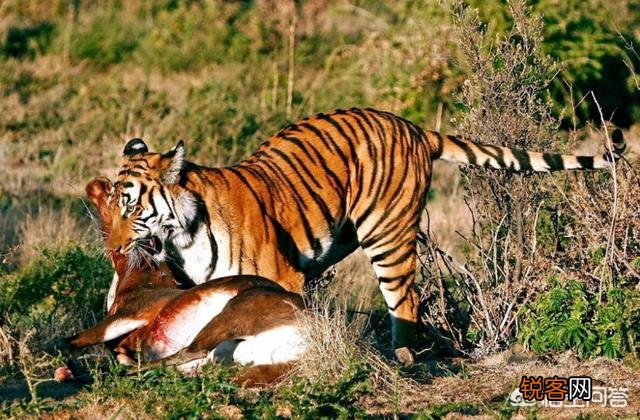 中国有哪些特有的,却已经灭绝了的动物？