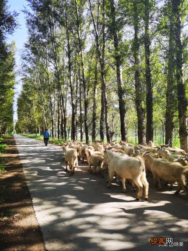 过去农民的愿望是”五谷丰登””六畜兴旺”,现在是什么呢？