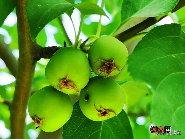 过去农民的愿望是”五谷丰登””六畜兴旺”,现在是什么呢？