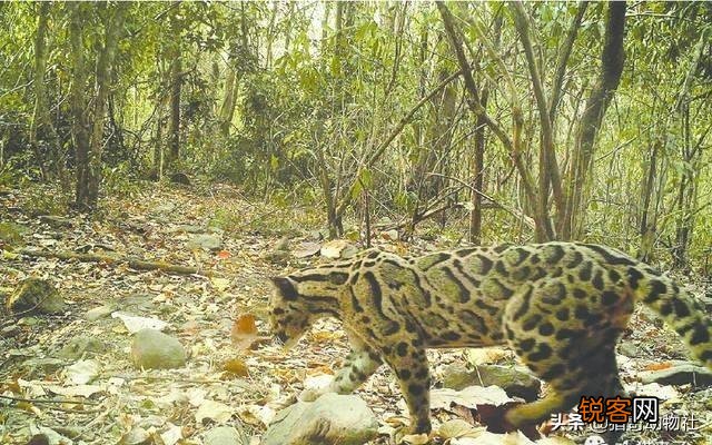 为何近期频繁发现已经灭绝动物的出现？
