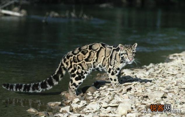 为何近期频繁发现已经灭绝动物的出现？