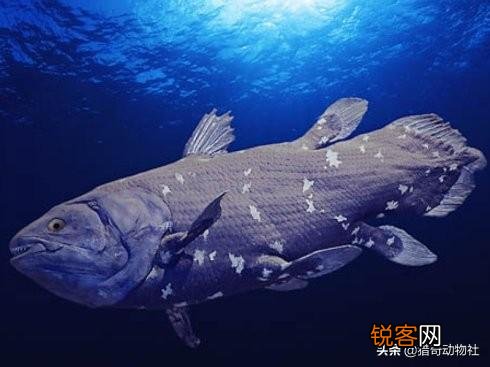 为何近期频繁发现已经灭绝动物的出现？