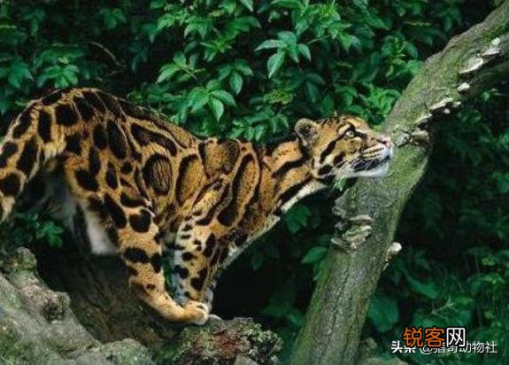 为何近期频繁发现已经灭绝动物的出现？