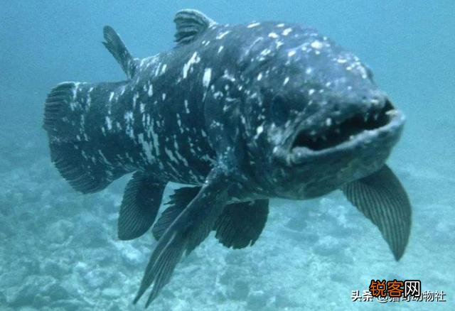 为何近期频繁发现已经灭绝动物的出现？