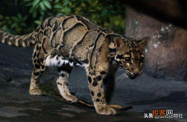 为何近期频繁发现已经灭绝动物的出现？