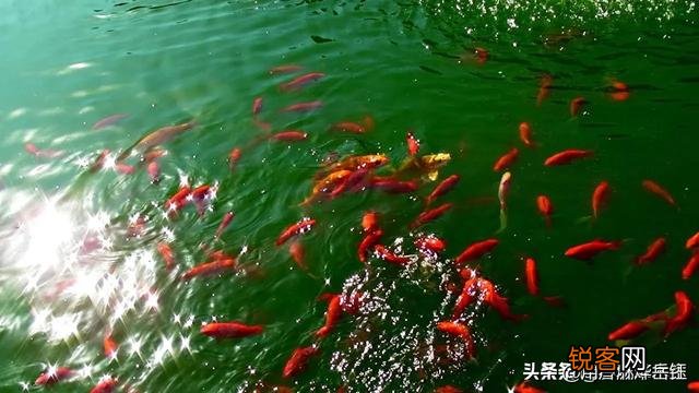 如何用\＂五谷丰登六畜兴旺\＂写诗？