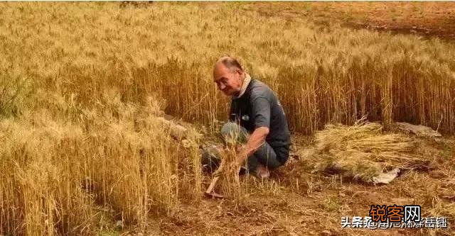 如何用\＂五谷丰登六畜兴旺\＂写诗？