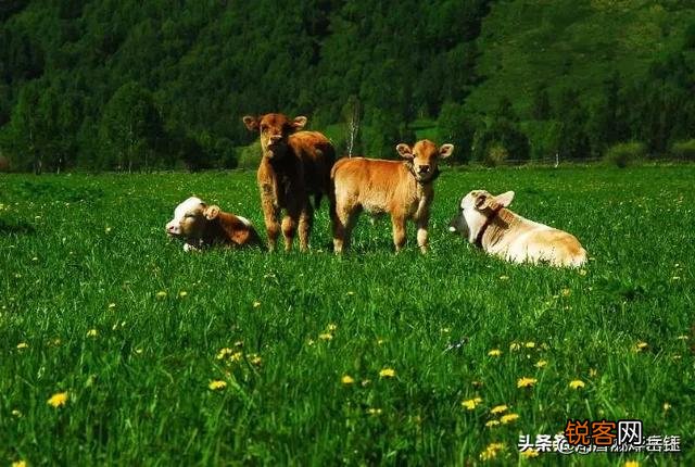 如何用\＂五谷丰登六畜兴旺\＂写诗？