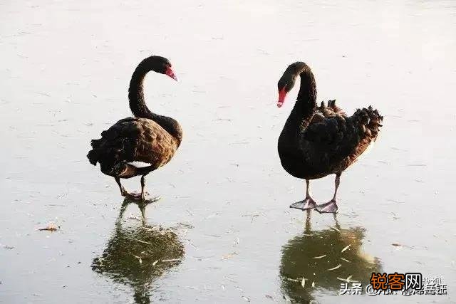 如何用\＂五谷丰登六畜兴旺\＂写诗？