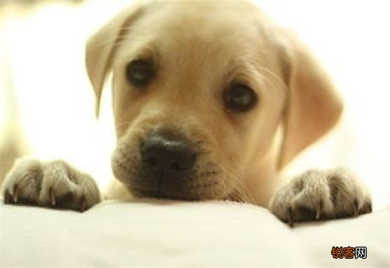 拉布拉多腿部抽搐