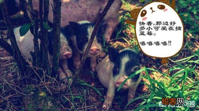 在重庆,除了游乐场,还有什么乐园适合带上家人一起去耍的吗？
