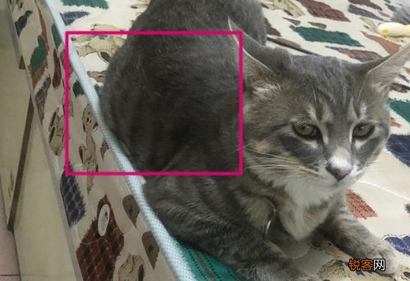 怎么检测猫传腹