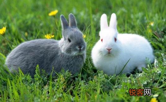 福建黄兔多少钱能买到？福建黄兔的简介