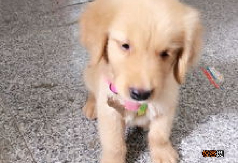 金毛吃幼犬粮到几个月