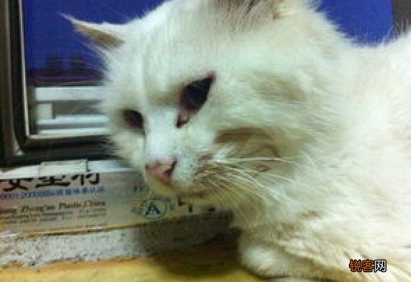 猫嘴巴流口水